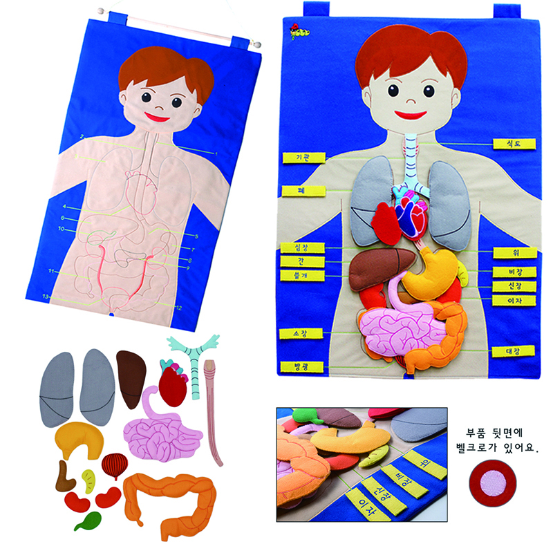 신체기관/한글/3045/차트
