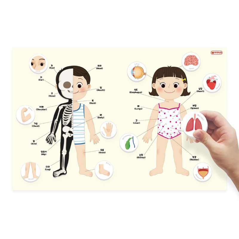자석이붙는인체포스터/나의몸